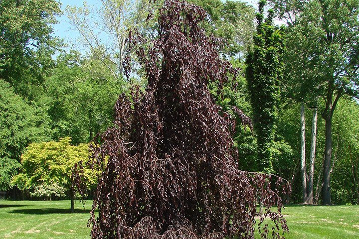 Buk pospolity Purple Fountain Fagus sylvatica C3