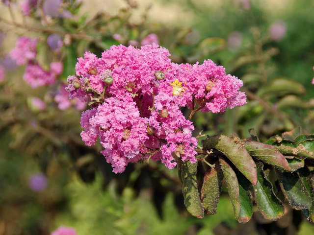 Lagerstroemia indyjska Eveline PBR Lagerstroemia indica P9