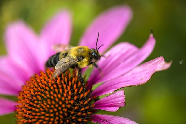 Jeżówka Magnus Echinacea hybrida P9