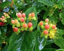 Dziurawiec bezwonny Magical Beauty PBR Hypericum inodorum C2