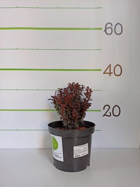 Berberys Thunberga Concorde Berberis thunbergii C2