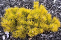 Sosna kosodrzewina Winter Gold Pinus mugo C5