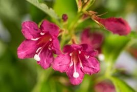 Krzewuszka Evita Weigela P9