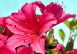 Azalia japońska Drapa Rhododendron obtusum C2