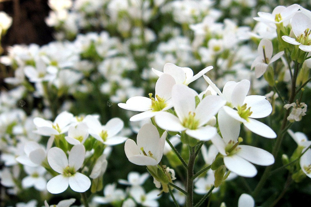 Gęsiówka kaukaska Variegata Arabis caucasica P9