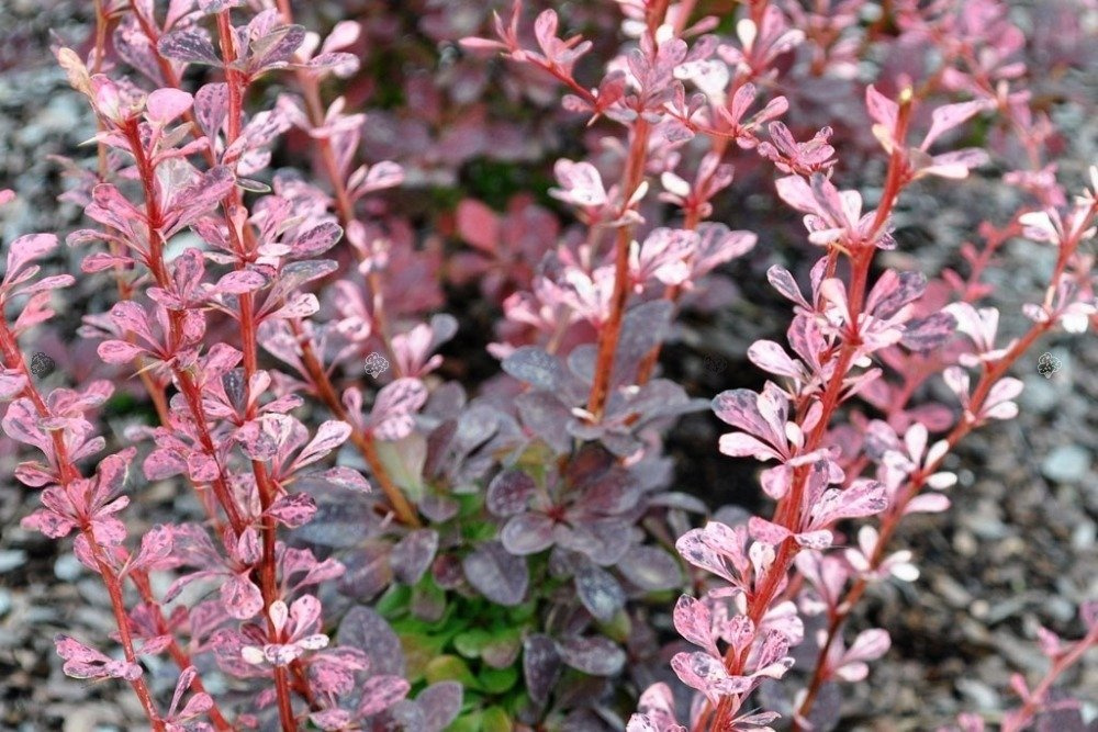 Berberys Thunberga Pink Perfection Berberis thunbergii P9