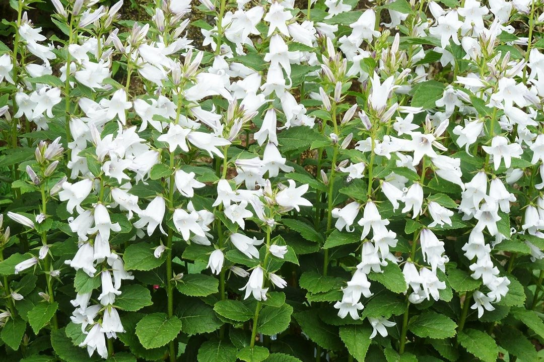 Dzwonek kremowy Alba Campanula lactiflora C1