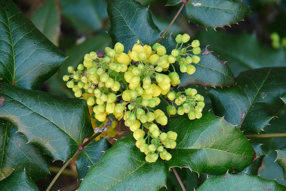 Mahonia pospolita Mahonia aquifolium