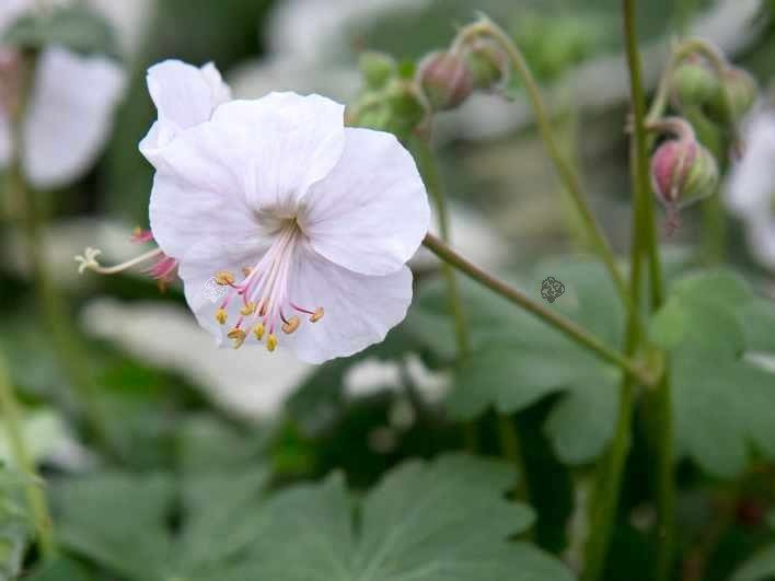 Bodziszek kantabryjski Biokovo Geranium cantabrigiense