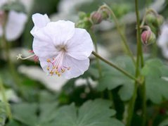 Bodziszek kantabryjski Biokovo Geranium cantabrigiense P9