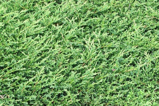 Jałowiec płożący Prince of Wales Juniperus horizontalis P9