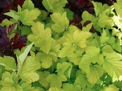 Pęcherznica kalinolistna Angel Gold PBR Physocarpus opulifolius C3