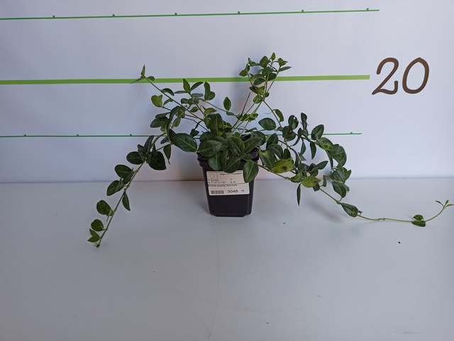 Barwinek pospolity Vinca minor P9