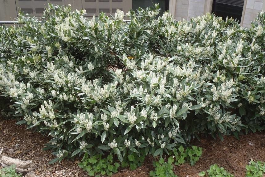 Laurowiśnia wschodnia Otto Luyken Prunus laurocerasus P9
