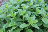 Melisa lekarska Melissa officinalis P9