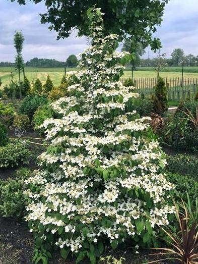 Kalina japońska Kilimandjaro PBR Viburnum plicatum C3