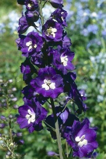 Ostróżka Elmfreude Delphinium C2