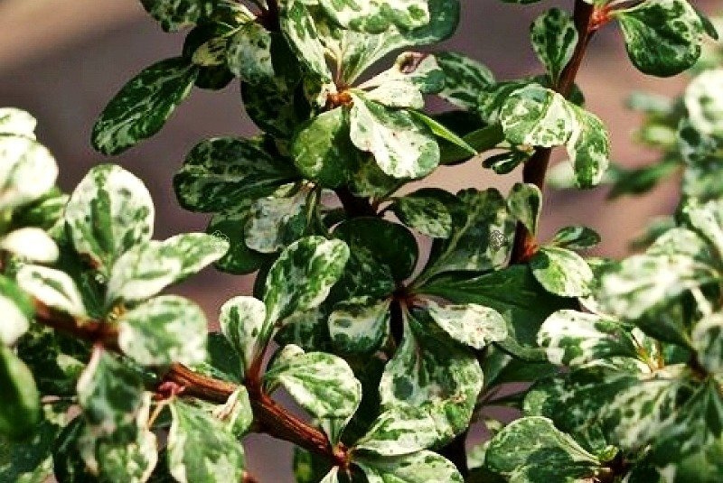 Berberys Thunberga Kórnik Berberis thunbergii C3