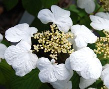 Kalina japońska Cascade Viburnum plicatum C2