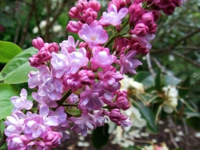 Lilak pospolity Belle de Nancy Syringa vulgaris C2