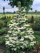 Kalina japońska Kilimandjaro PBR Viburnum plicatum C3