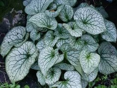 Brunera wielkolistna Alexander's Great PBR Brunnera macrophylla C3