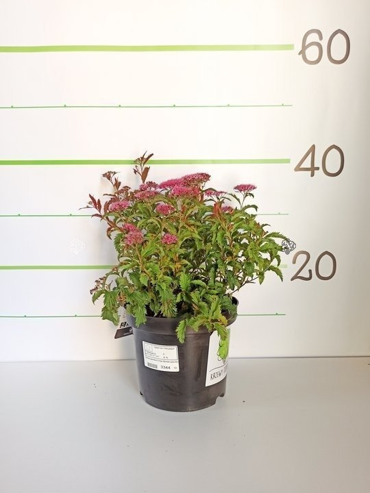 Tawuła japońska Crispa Spiraea japonica P9