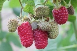 Malina Laszka Rubus idaeus