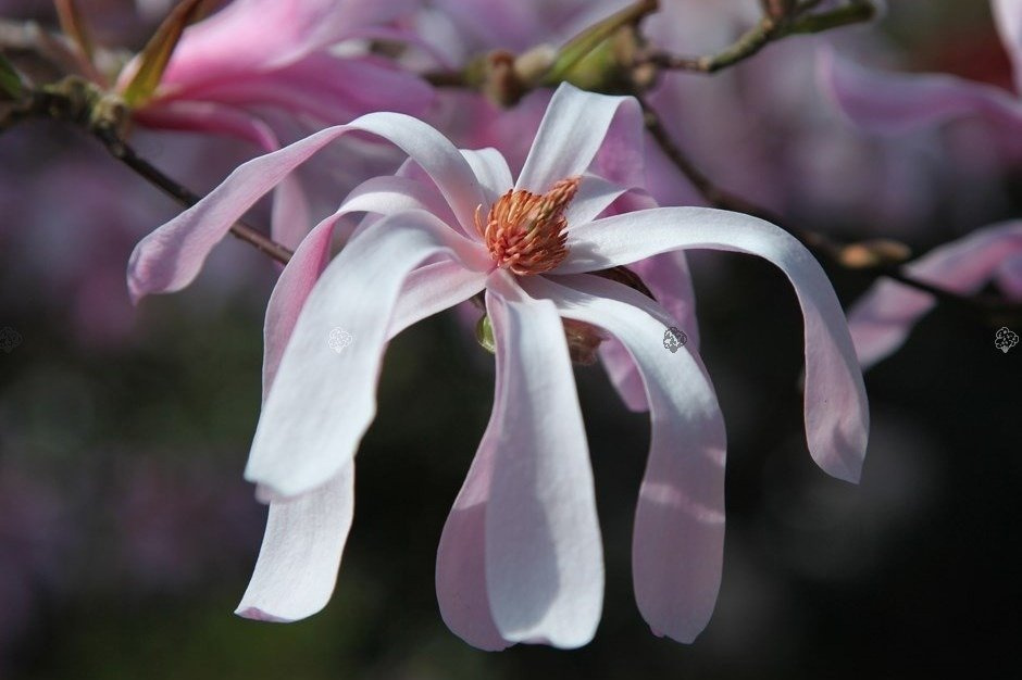 Magnolia Loebnera Leonard Messel Magnolia loebneri C3