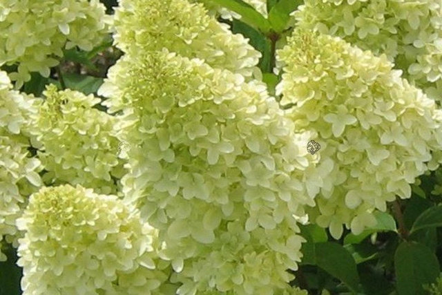 Hortensja bukietowa Magical Candle PBR Hydrangea paniculata P9