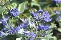 Barbula klandońska Heavenly Blue Caryopteris clandonensis C2