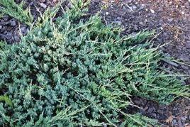 Jałowiec płożący  Jade River Juniperus horizontalis C5