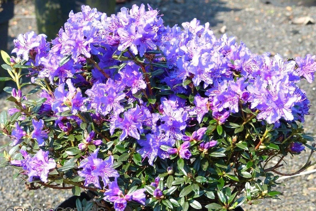 Różanecznik karłowy St. Merryn Rhododendron impeditum C1,5
