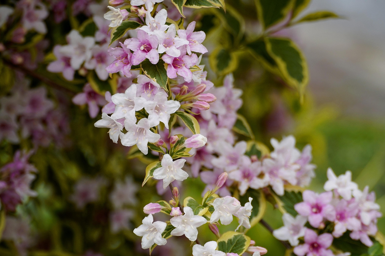 Krzewuszka cudowna Nana Variegata Weigela florida C2