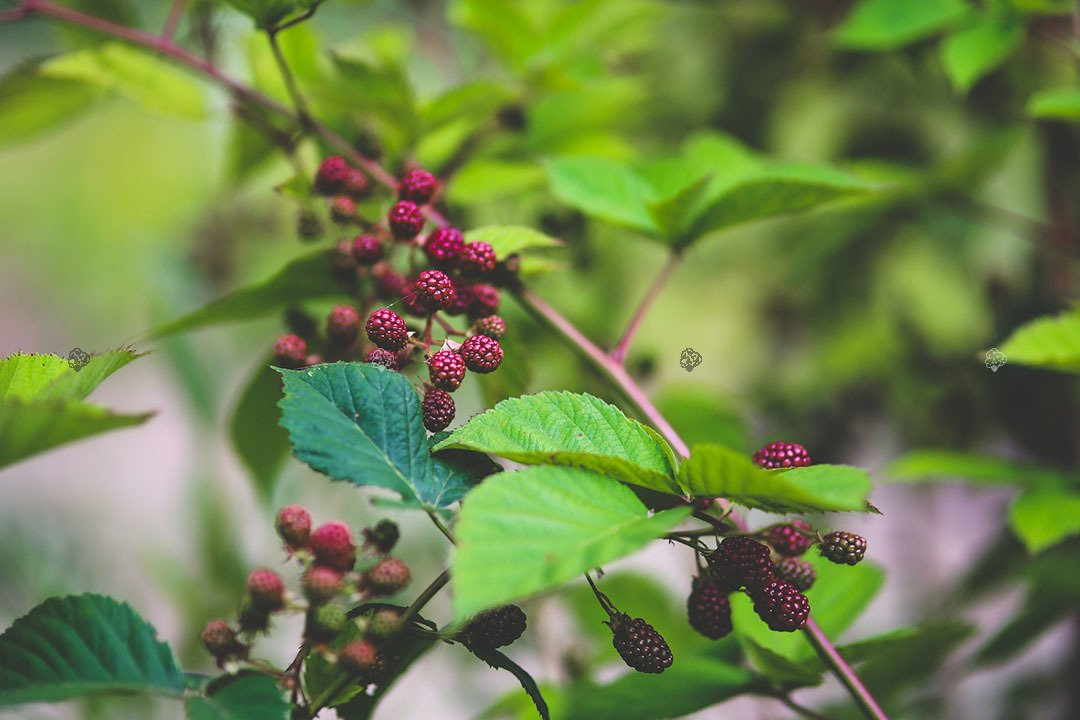 Jeżyna bezkolcowa Gazda Rubus fruticosa C2