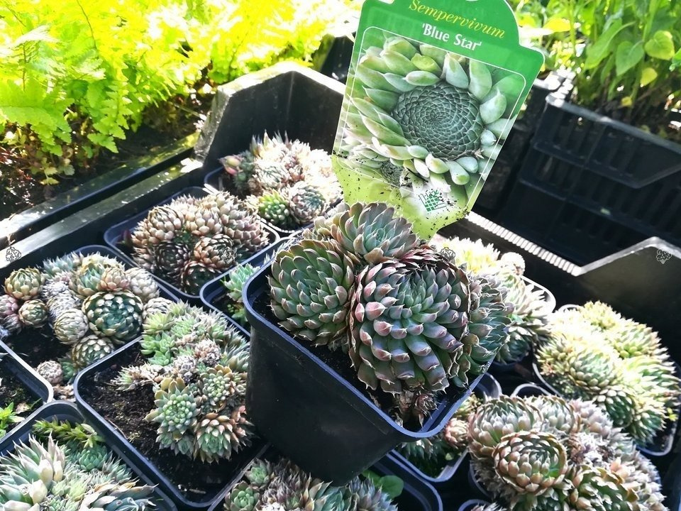 Rojnik Blue Star Sempervivum P9