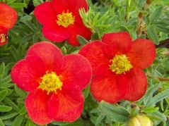 Pięciornik krzewiasty Red Robin Potentilla fruticosa C2