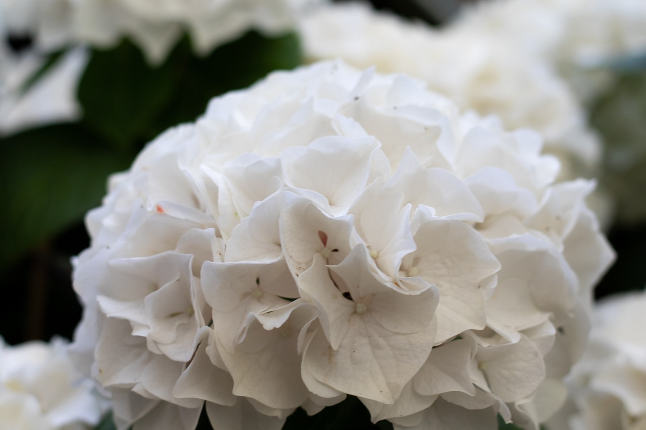 Hortensja ogrodowa Pax Hydrangea macrophylla P9