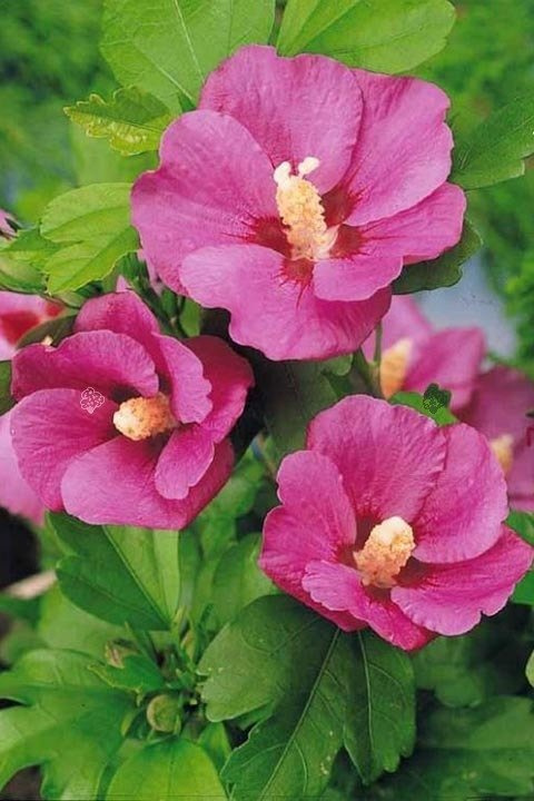 Ketmia syryjska Pink Giant Hibiscus syriacus C2
