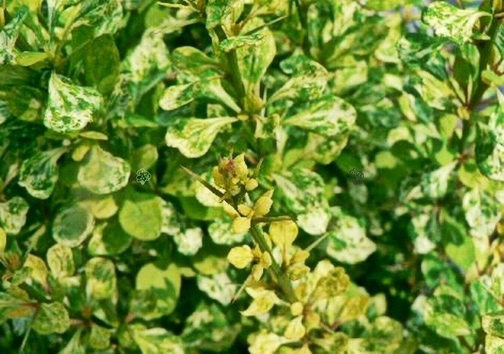 Berberys Thunberga Powwow Berberis thunbergii C2