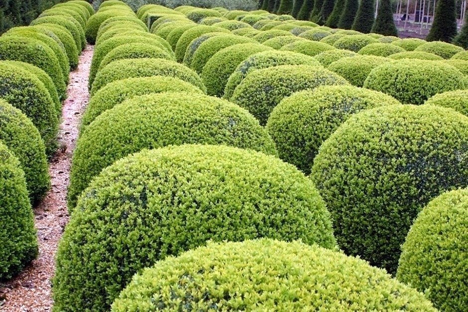 Bukszpan wieczniezielony kula Buxus sempervirens C7,5