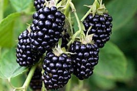 Jeżyna bezkolcowa Loch Ness Rubus fruticosus P9