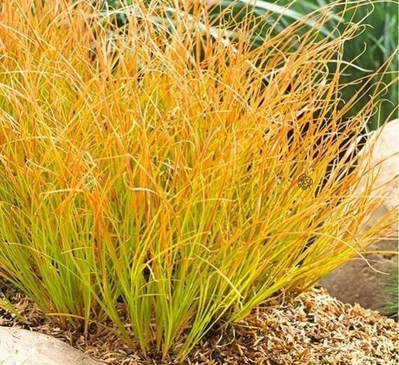 Turzyca ceglasta Prairie Fire Carex testacea P9