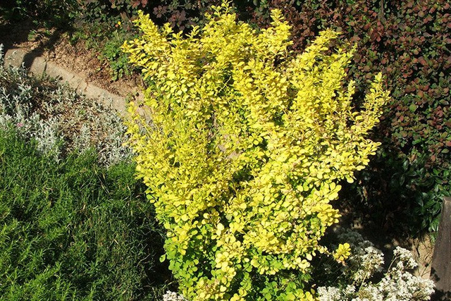 Berberys Thunberga Golden Tower Berberis thunbergii P9