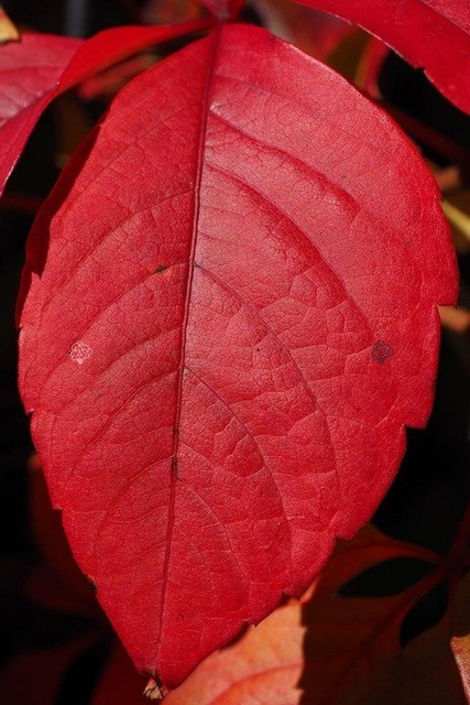 Winobluszcz pięciolistkowy Murorum Parthenocissus quinquefolia C2
