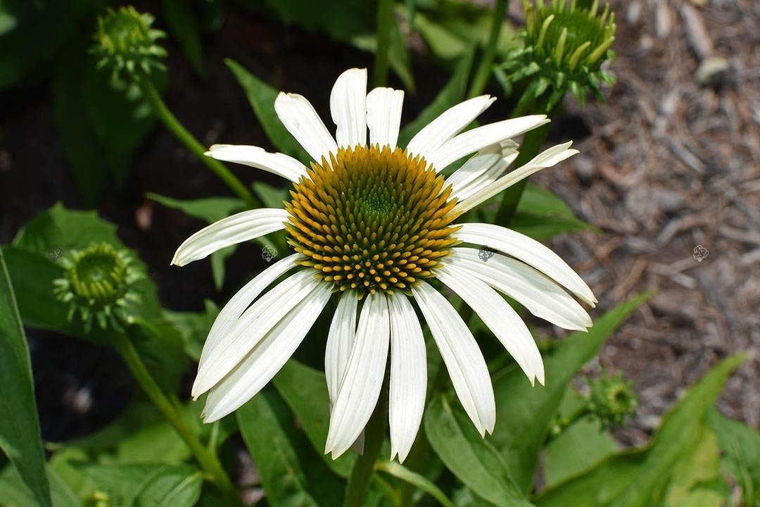Jeżówka Meditation White Echinacea P9