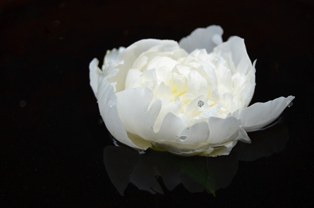 Piwonia biała Paeonia C2