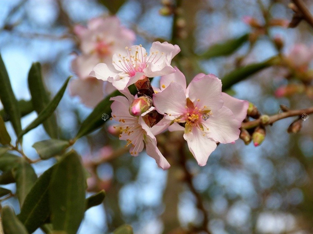 Migdał jadalny Prunus dulcis