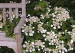 Przywarka japońska Moonlight Schizophragma hydrangeoides