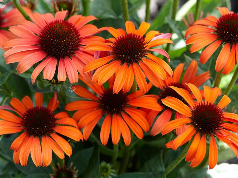 Jeżówka Orange Skipper Echinacea C2